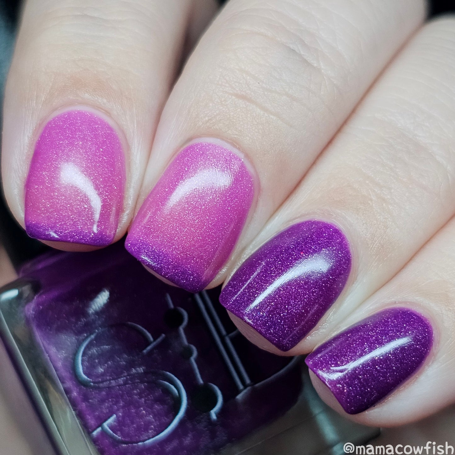 Eerie Eggplant - Syzygy.Boston